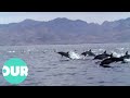Dolphins Swimming To Smooth Jazz | Our World