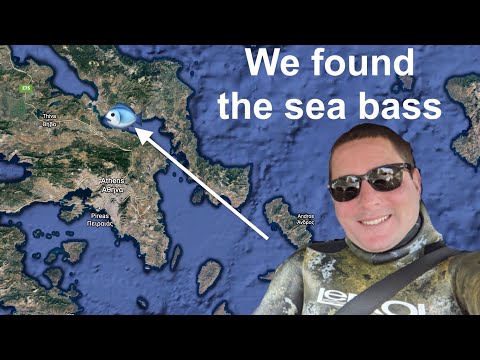 We finally found the sea bass! Winter spearfishing in Greece 🇬🇷 Pesca in apnea