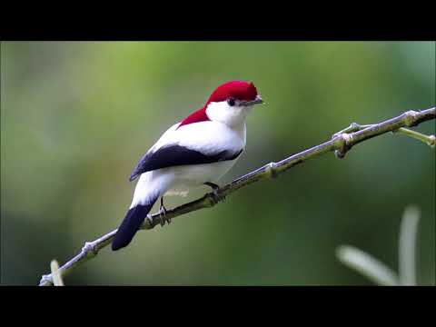 as aves endêmicas do Brasil