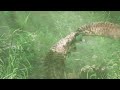 MEERKAT in the FOREST (INSANE NEXT-GEN GAME GRAPHICS)  | Unreal Engine 5 HD 4K 2022
