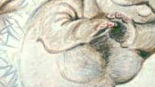 Paulina, Cover, The Hippos, LiveBerkshire