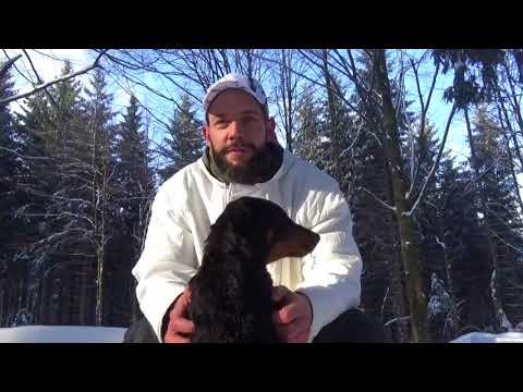 HUNTING DOGS PUPPIES 3 HEIDETERRIERS THE WILD BOAR PROFESSIONAL