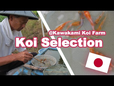 SELECTING BABY KOI IN JAPAN | Koi Fish selection [GOSHIKI SELECTION]