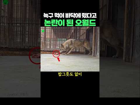 늑구 먹이 바닥에 줬다고 논란이 된 오월드