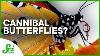 Some Butterflies Are Secretly Cannibals