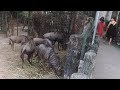 Wildebeests Genus Lives At The Zoo