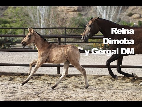 Reina Dimoba y Gérgal DM (Publicado 9-4-2018)