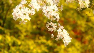 Concierto de Aranjuez  -  André Rieu