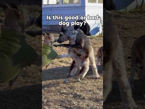 Is this good or bad dog play? Dog behavior 101. #dog #dogtraining #dogpsychology