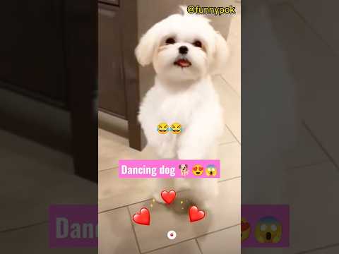 Funny Dogs Moment #3😱🐕😍#shorts #funny #dog #short