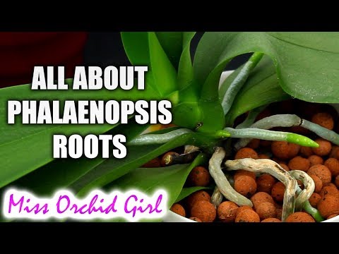 , title : 'Understanding Phalaenopsis Orchid roots - All you should know!
