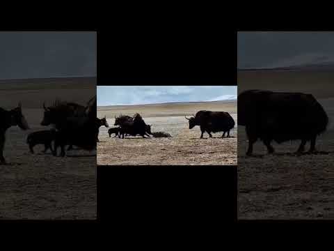 yaks punished for the dog #fight #yak #dog #animals #love #viralreels #tranding #views
