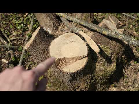 Landschaft Lausen Wald kaputt am 27 März 2022