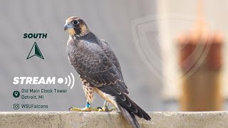 Wayne State University Peregrine Falcon Cam 1 (South) 𓅃🔰 live webcam