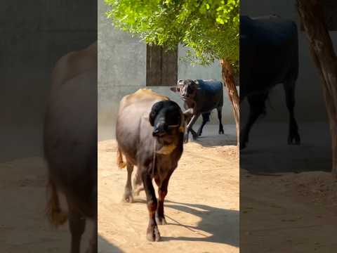 Buffalo in the field #buffalo #funny #village