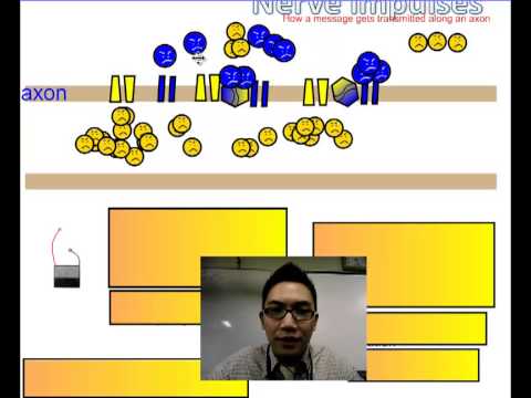 The Nervous System (Part 2)