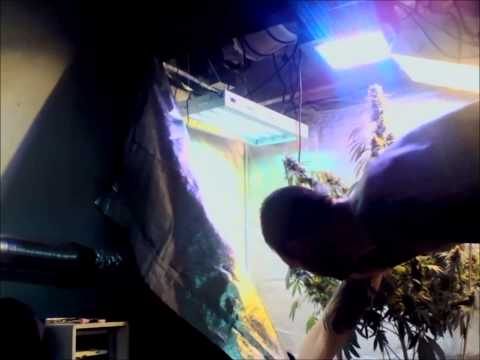 Sexy White Fire Og :) Big Buds with BlackDogLed