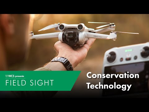 The Complex World of Conservationists | Golden Age