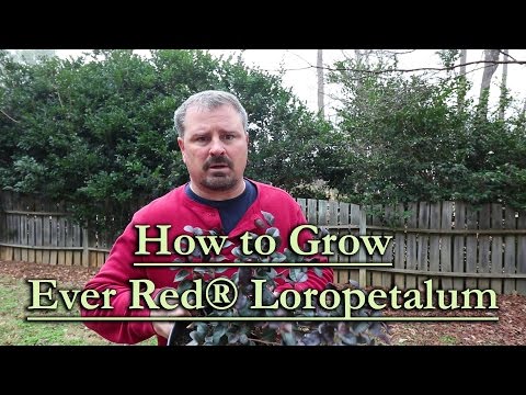 download lagu mp3 mp4 Ever Red Loropetalum Lowes, download lagu Ever Red Loropetalum Lowes gratis, unduh video klip Ever Red Loropetalum Lowes