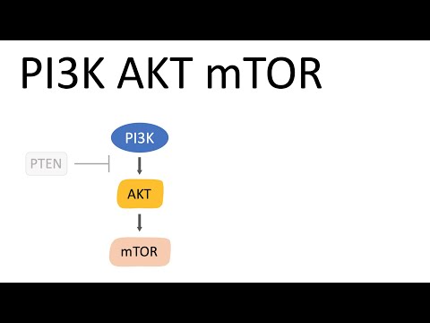 PI3K AKT mTOR Pathway (and the effects)