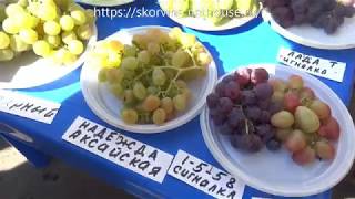 Сорта винограда Выставка в Новочеркасске 2018.