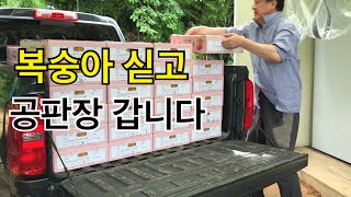 복숭아 판로 걱정은 없지만 가격이 문제 이지요