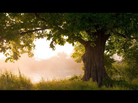 The Oak Tree, Natures Greatest Survivor