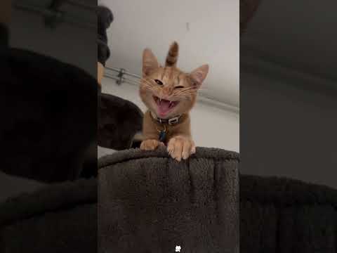 Part 86 #funny #cat#WatchNow