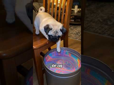 De hond speelde met de verf van zijn baasje, met een verrassend einde 🤣