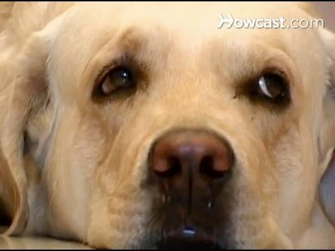 How to Teach an Old Dog New Tricks