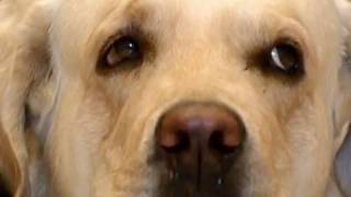 How to Teach an Old Dog New Tricks