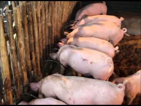 Kung gaano kabilis mawala ang timbang sa nakalipas na buwan sa Gra lamang mangayayat minus