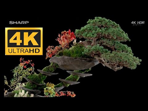 SHARP DEMO 4K HDR (60FPS) BONSAI
