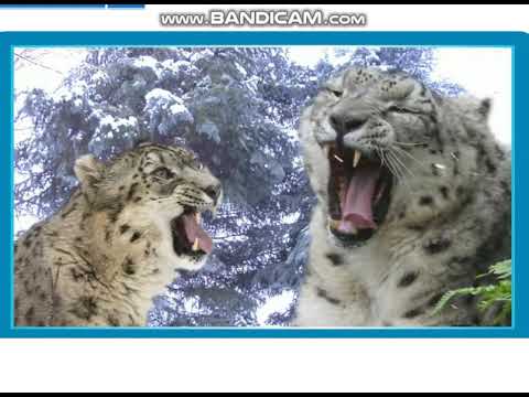 Excel 5 Module 7 p86 ex2 The Ghost of the Mountains video ver