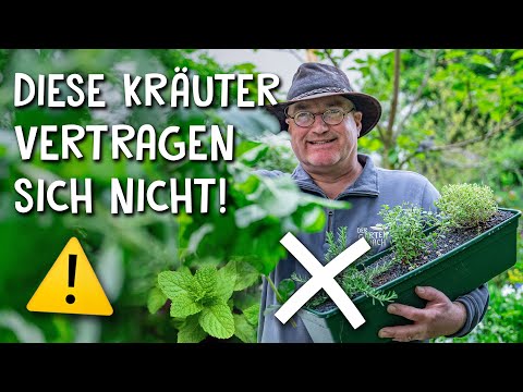 Designing a herb bed correctly - tips & tricks for the ideal selection of herbs