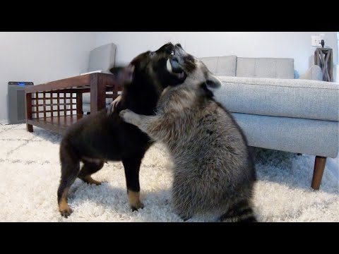 Cheeto our pet raccoon meets our new puppy!