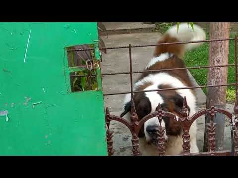 dekho bondhura #arek ta sona baba ke