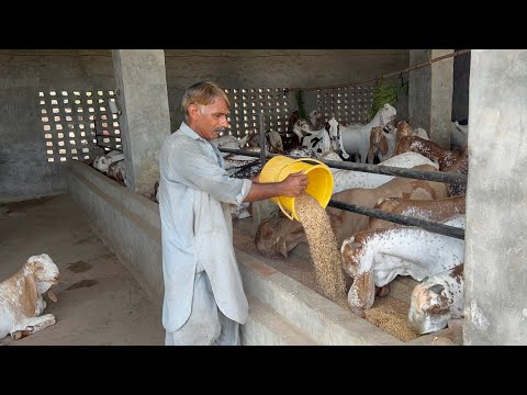 Biggest Bakra Farming Business idea 2026 ||Qurbani 2026 || Bakra Mandi #bakra #goat #mandi #farming