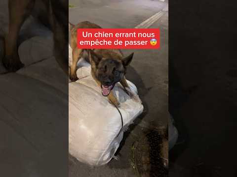 Et toi si tu vois ça, tu serais passé ? 😱 #malinois #adeslemalou #chien #errant
