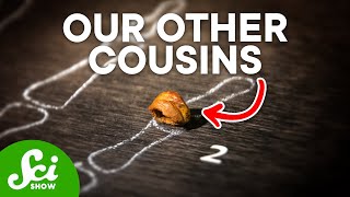 Denisovans: Our Mysterious Cousins That Made Us Better