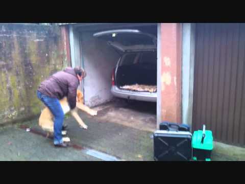 Hundeschule Dog Campus Schnupperstunde