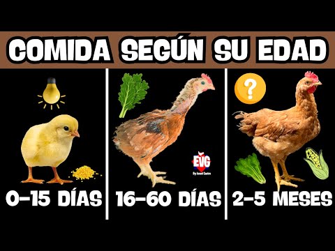 Food for chicks according to their age