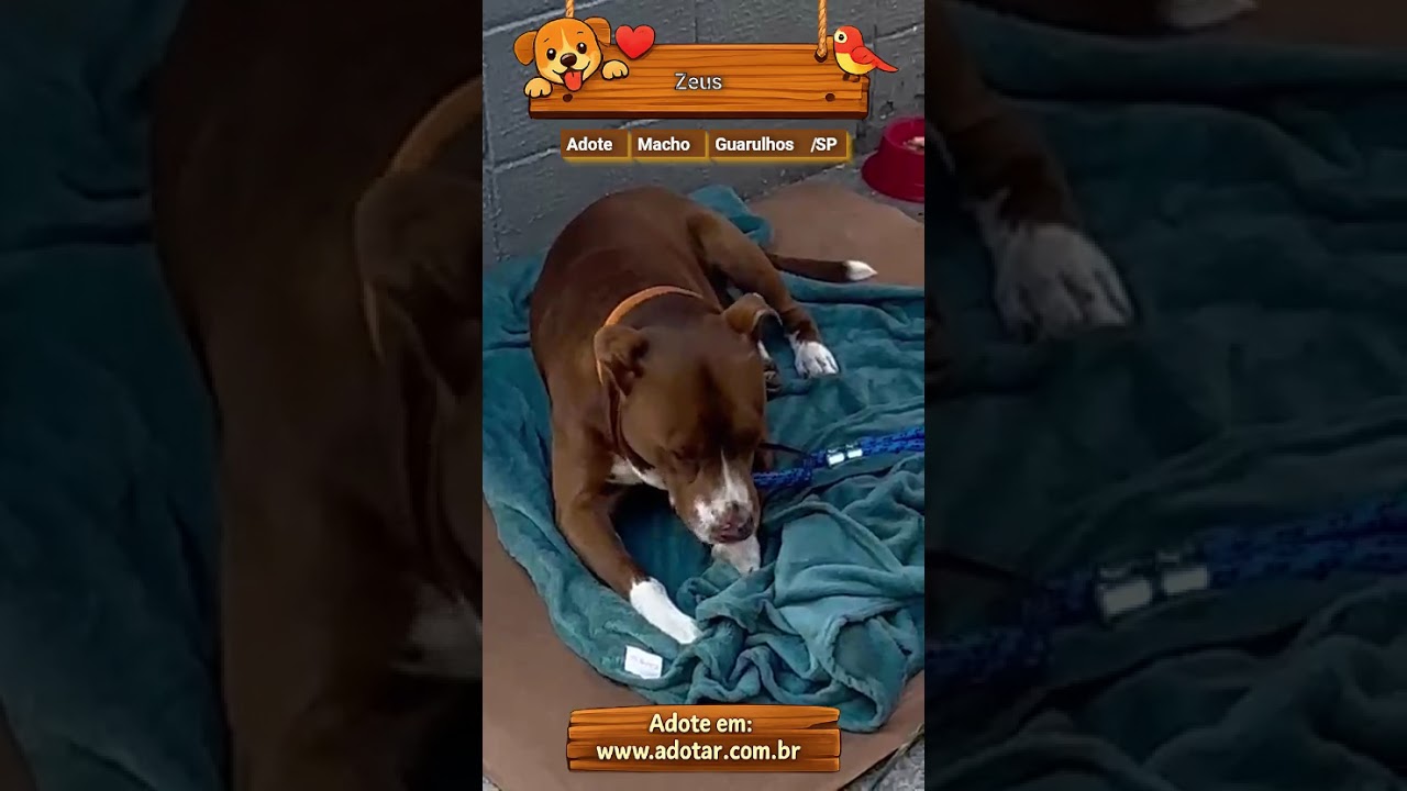 Cachorro raça Pit-Bull idade 3 anos nome Zeus