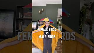 Download lagu Burung betina VS Burung jantan #burunglucu #burung #pecintaburung mp3
