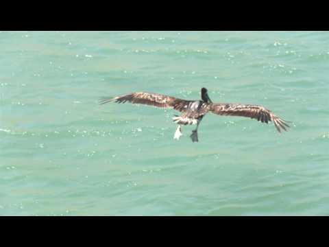 Laguna Pai - My Board (OFFICIAL MUSIC VIDEO)