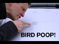 BEST TIP: Removing Bird Poop from your Paint!