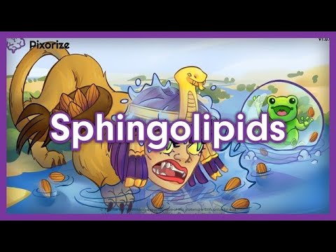 Sphingolipids Mnemonic for MCAT - YouTube