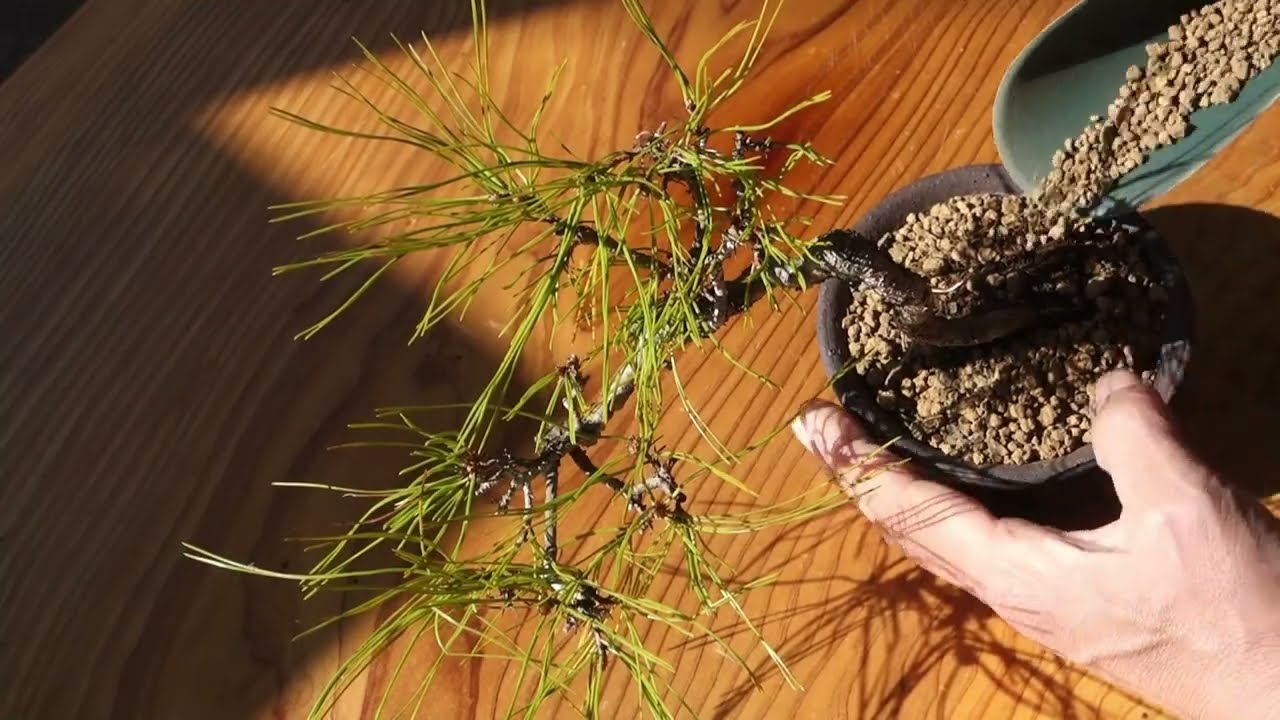 持山から採取した赤松（アカマツ）の植え替え  ♯723