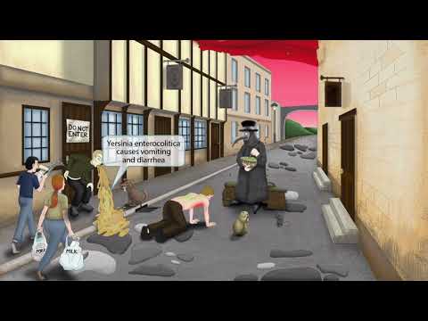 Yersinia Pestis & Yersinia Enterocolitica for the USMLE Step 1