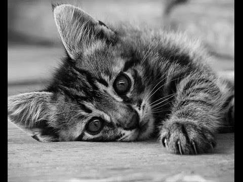 Zeļļi Draugu dziesma@Kaķēni